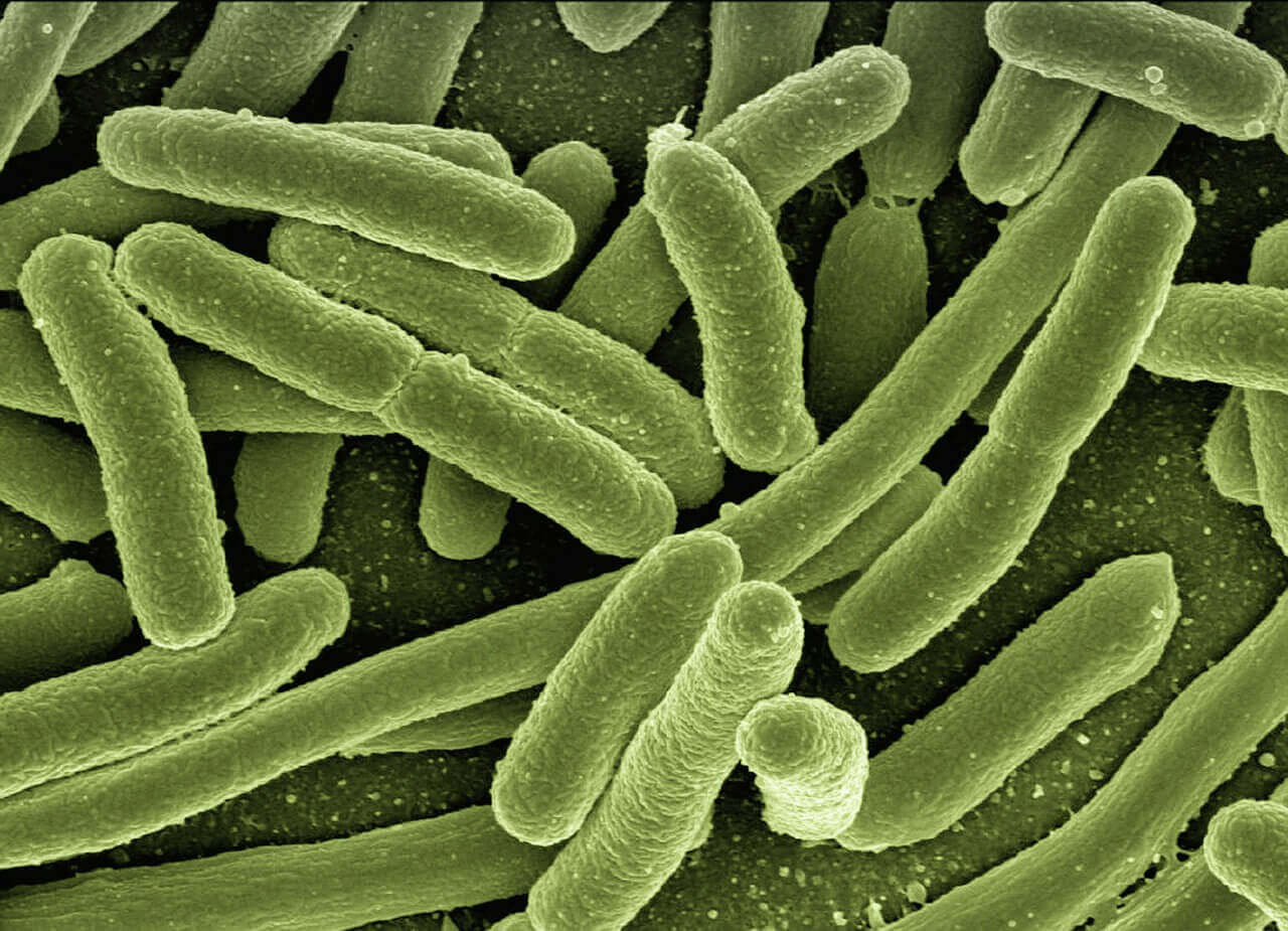 Las bacterias que preocupan al mundo por su creciente resistencia a antibióticos